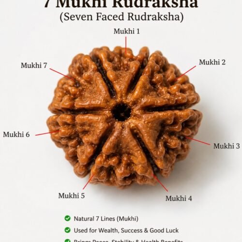 7 Mukhi Rudraksha