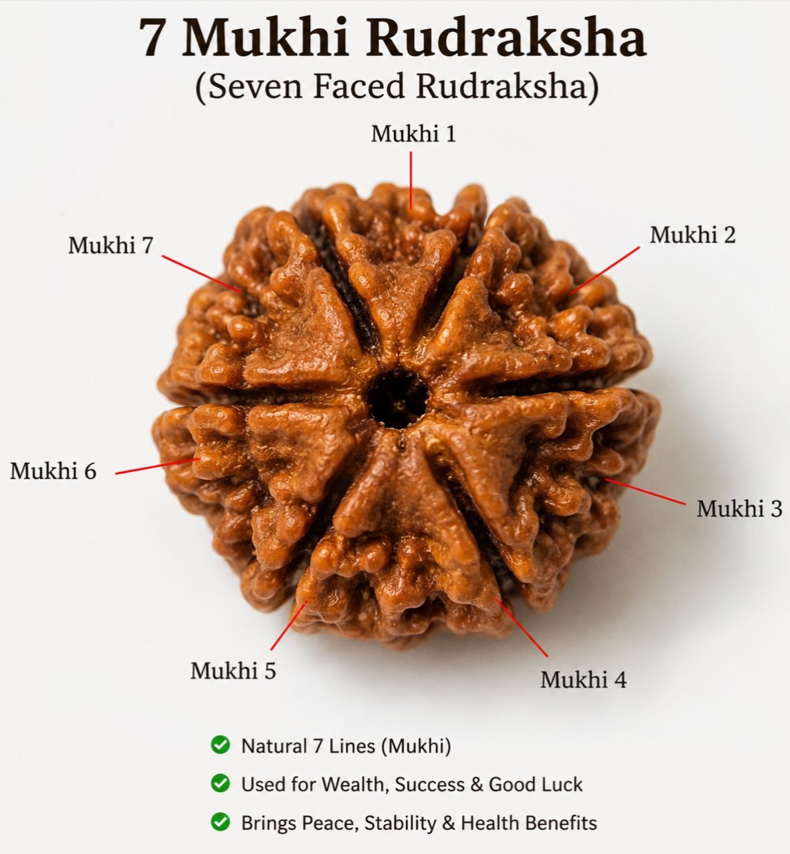7 Mukhi Rudraksha